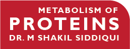 Metabolism of Proteins