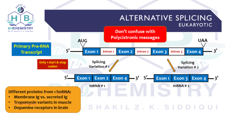 Alternative Splicing image