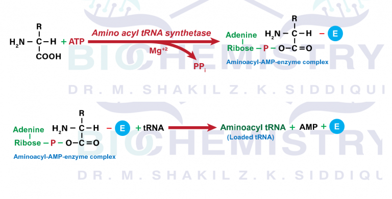 Amino acid activation