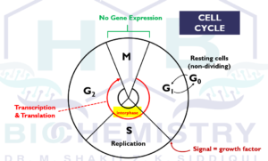 Cell cycle_img