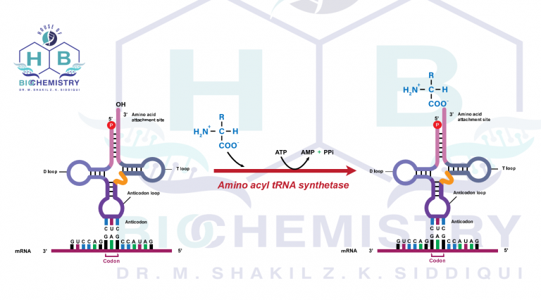 Charging of tRNA