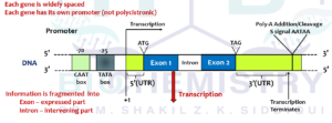 Eukaryotic Unit_1