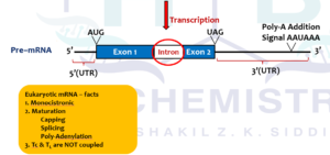 Eukaryotic pre mRNA