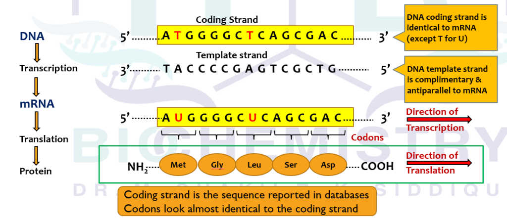 Primary Transcript Genetics Genetics → Transcription in Prokaryotes & Eukaryotes - Biochemistry ...