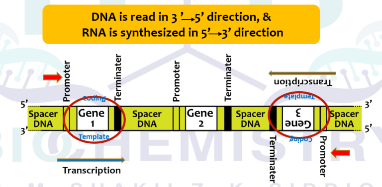 Transcription Overview