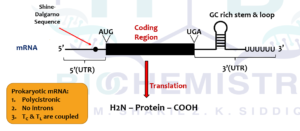 Transcription Unit_2