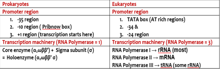 Transcription_2