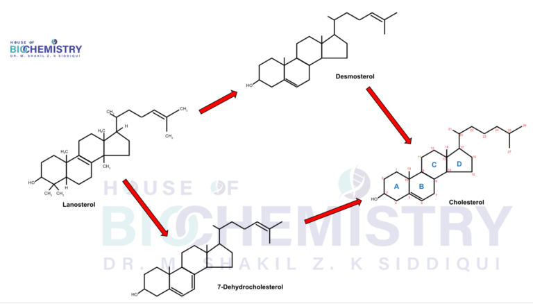 Lanosterol to Cholesterol