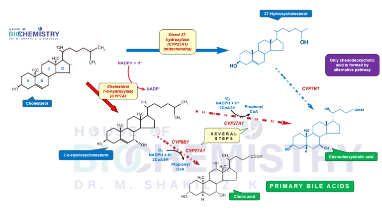 Synthesis of Bile Acids