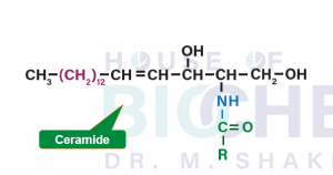 Ceramide