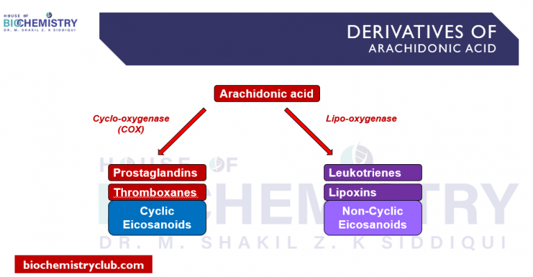 Deriv. of Arachidonic acid