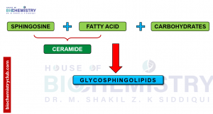Glycosphingolipids2