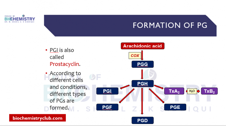 Prostaglandins Formation