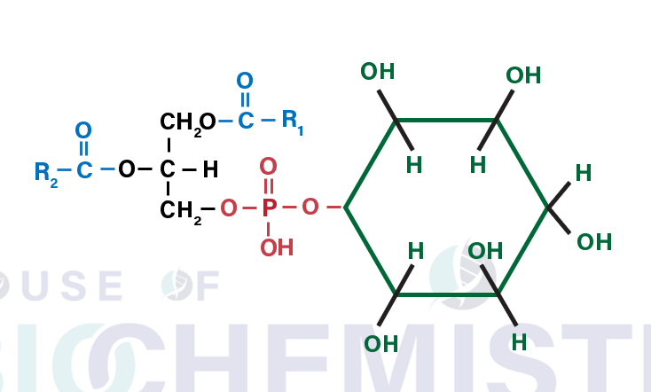 Phosphatidyl Inositol