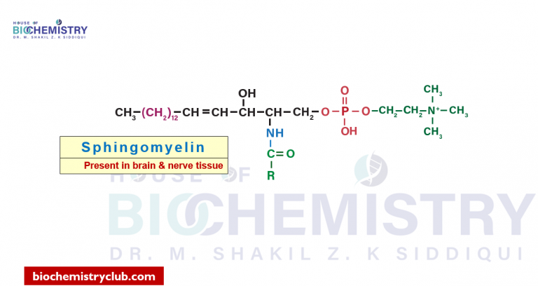 Sphingomyelin