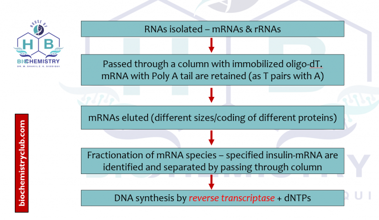 rDNA 1