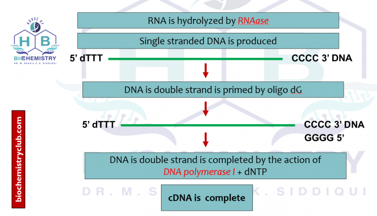 rDNA 3