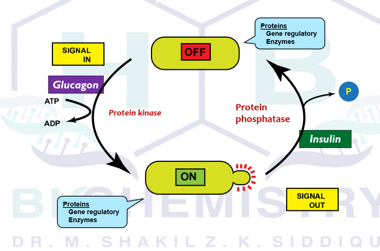 Glucagon vs Insulin