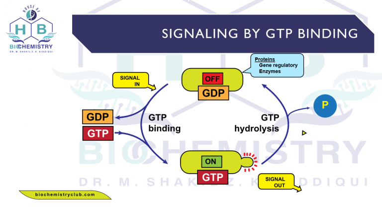 Signaling by GTP binding