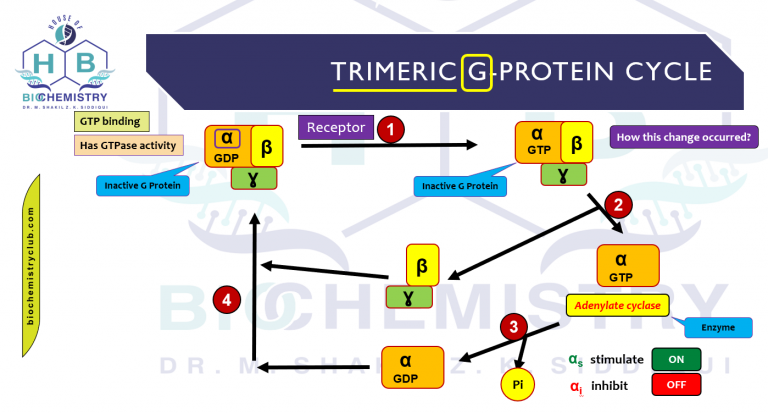 Trimeric G Protein Cycle