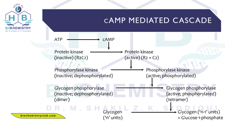 cAMP mediated cascade