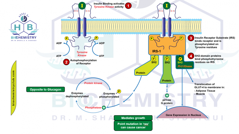 The Insulin Pathway