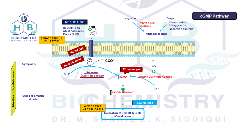 The cGMP Pathway