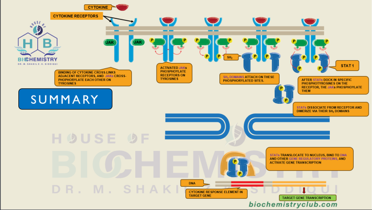 img_jak stat pathway